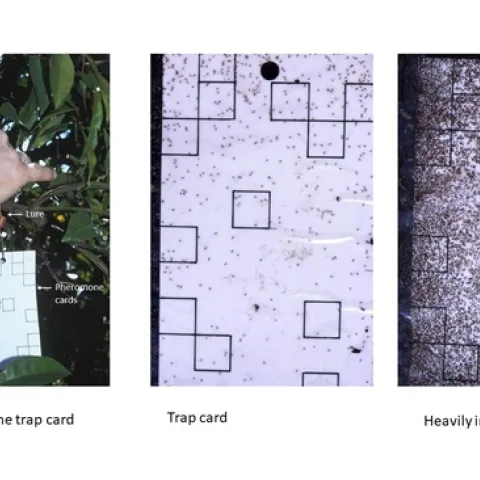 California red scale Pheromone cards