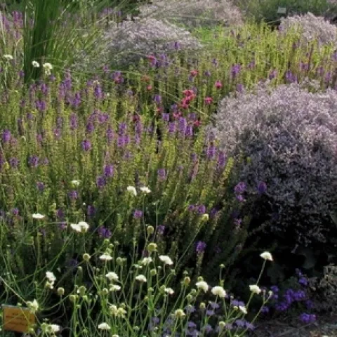 Low growing perennials with flowers in a landscape.