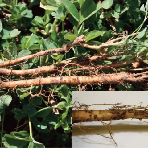 Figure 2. Clover root curculio larvae are white and feed on the roots. The damage appears as root gouging or scars, which can serve as entry points for disease. (Photo courtesy R. Long, R. Wilson, I. Grettenberger, and J. Ramirez Bonilla)