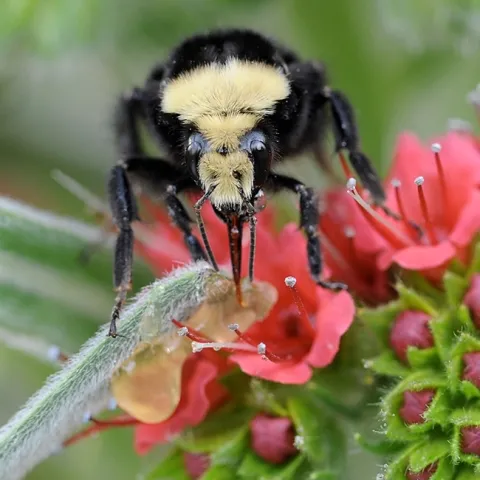 A yellow-faced bumble bee, Bombus vosnesenskii, foraging on a tower of jewels, Echium wildpretii. (Photo by Kathy Keatley Garvey)