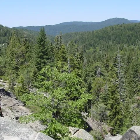Forest in the southern Sierra in 2006.