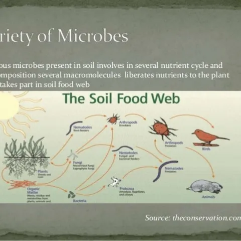 Role of microorganisms in soil fertility (slideshare.net theconservation.com)