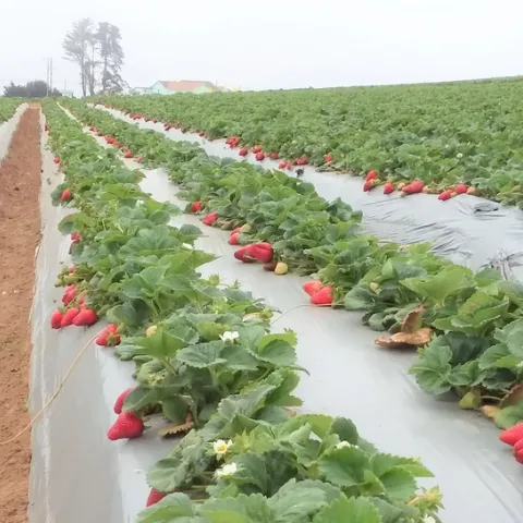 Field of ripe, red strawberries