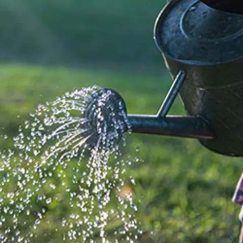 watering-david-ballew-P7saq8j11pM-unsplash