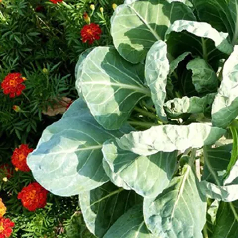 Marigolds partner with cabbage to reduce damage by aphids. Photo: pixnio