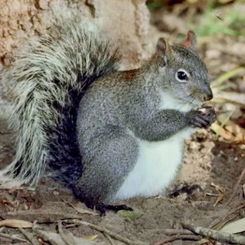 Western gray squirrel, Dr. Lloyd Glenn Ingles, California Academy of Sciences