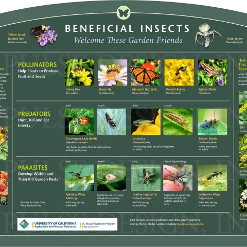 Beneficial Insects