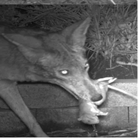 Figure 1. A coyote scavenging a dead rat in a suburban backyard. Photo by game camera.