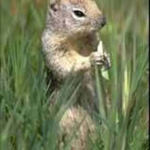 ground squirrel 1