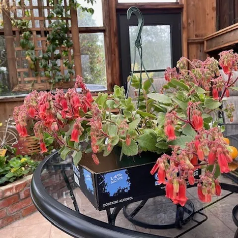 succulent plant with dangling reddish bell shaped flowers