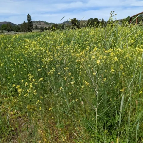 Tumbel mustard and rye