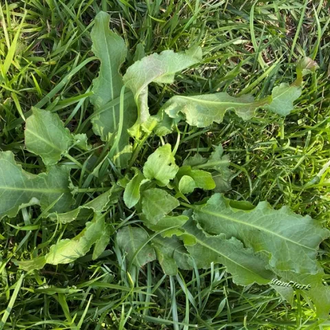 Wyethia spp. Mule Ears