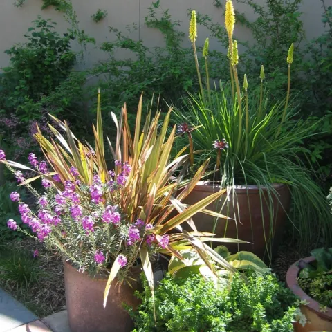 Water wise plant garden. (Ellen Zagory, UC Davis Arboretum and Public Garden)