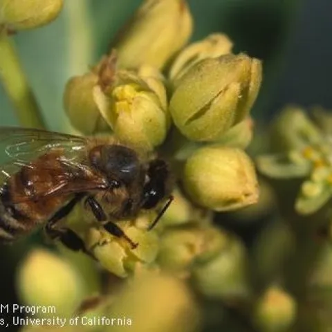honey bee in avocado