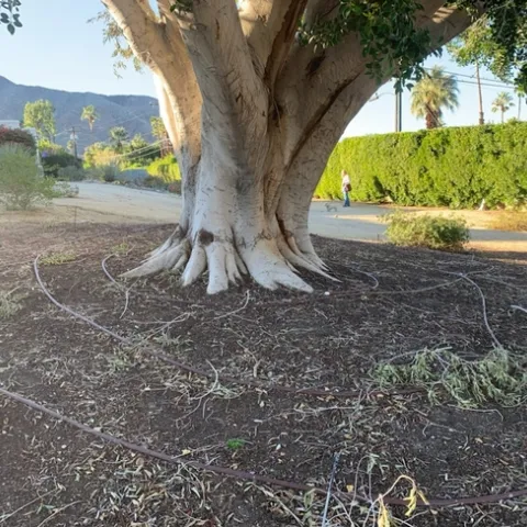 A large tree trunk is encircled by hose.