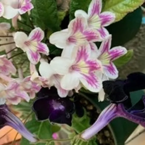 photos by Kathy Gunther