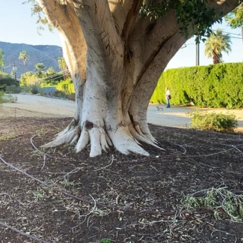 Trees can be watered by drip irrigation systems or soaker hoses as well as hand-held devices. Photo by Janet Hartin.