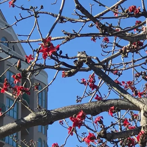 Bombax ceiba. photo by Karen Metz