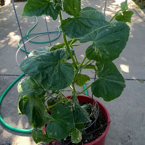 Young Japanese cucumber plant. photo by Kathy Low