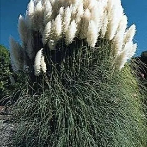 Ornamental pampas grass