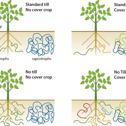 Consider this research as one more nail in the coffin of tilling and double digging. (pinterest.com)