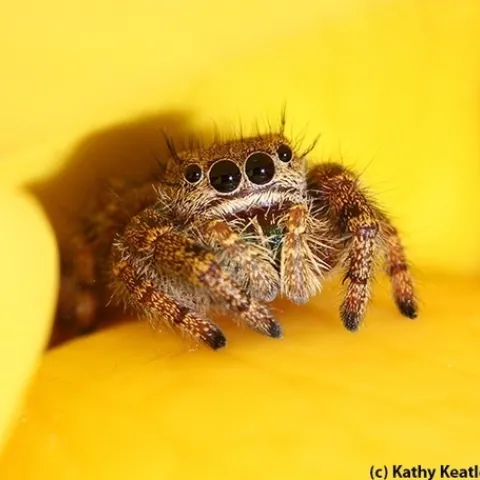 A jumping spider eyes the photographer. (Photo by Kathy Keatley Garvey)