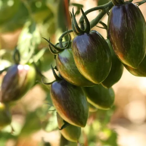ripening tomatoes