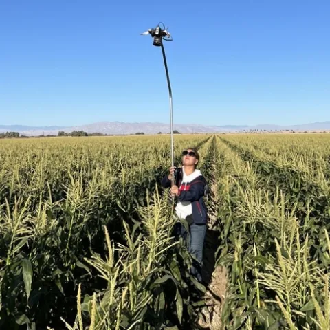 A researcher stands in a field of desert sweet corn