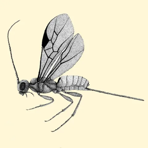 Fig. 1. Drawing by Mary Foley of Coeloides dendroctoni, a braconid parasite of larvae of the mountain pine beetle. (De Leon 1934).