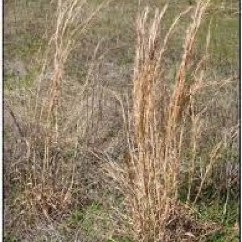Broomsedge bluestem (USDA photo)