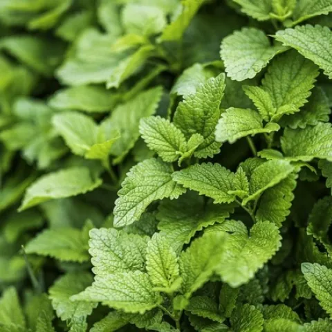 Lemon Balm is an attractive herb to have in a container.