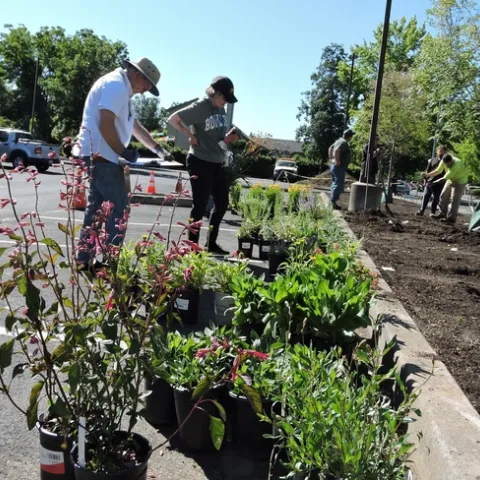 Master Gardeners checking the new arrivals