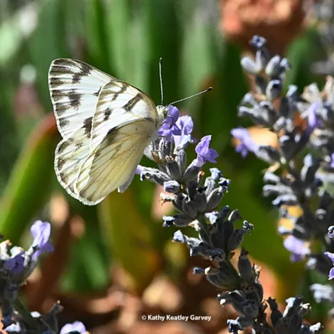 A female Checkered White butterfly, Pontia protodice (as identified by UC Davis distinguished professor Art Shapiro) nectars on lavender in Vacaville, Calif. (Photo by Kathy Keatley Garvey)