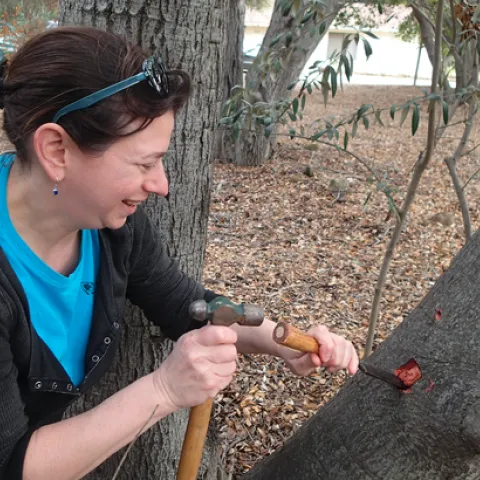 Sabrina Drill samples a tree to test for pathogens. Photo by Jim Downer