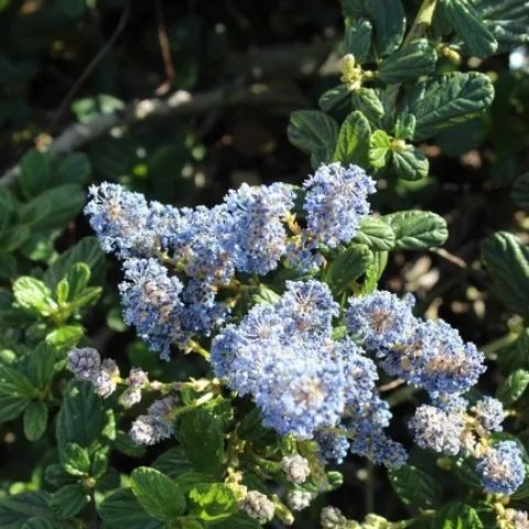 Ceanothus. Photos by Brenda Altman
