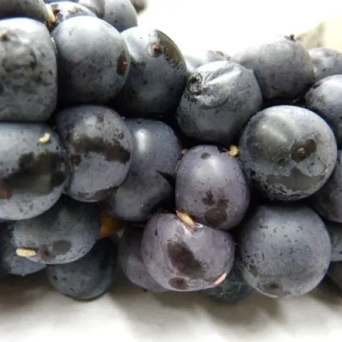 spotted wing drosophila blueberry