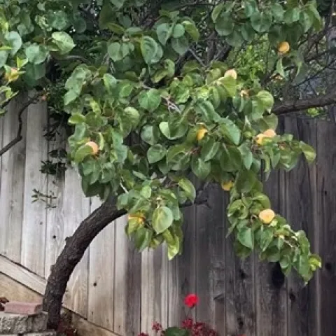 Prunus armeniaca. photo by Michelle Krespi