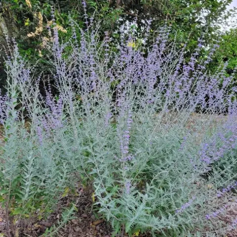 Russian sage, Jeanette Alosi