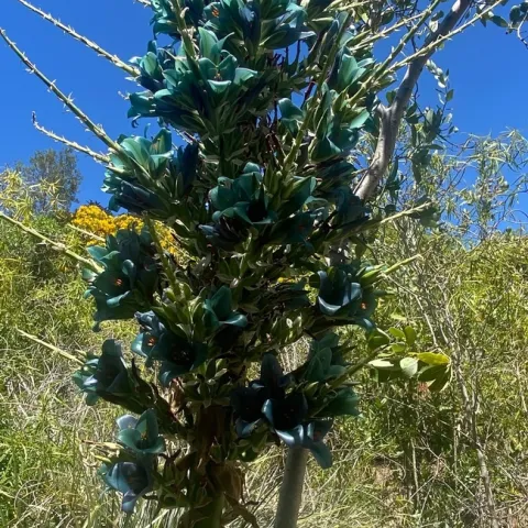 Puya. photos by Melissa Sandoval