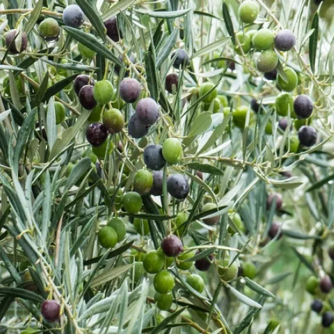 Harvesting Olive Trees (olivesunlimited.com)