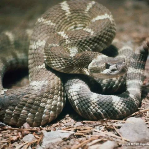 Western diamondback rattlesnake, Rex E. Marsh, UC ANR