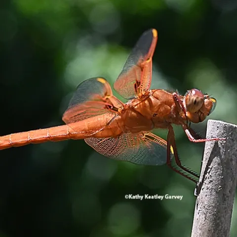 A red flameskimmer or firecracker skimmer (Libellula saturata) perches on a tomato stake in a Vacaville pollinator garden. (Photo by Kathy Keatley Garvey)