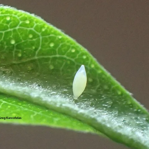 The egg of the California dogface butterfly. (Photo by Greg Kareofelas)