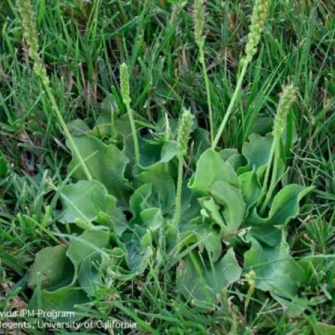 Mature plantain plant in a lawn.