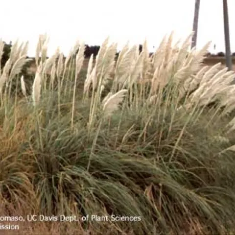 Pampasgrass infestation in a coastal area.