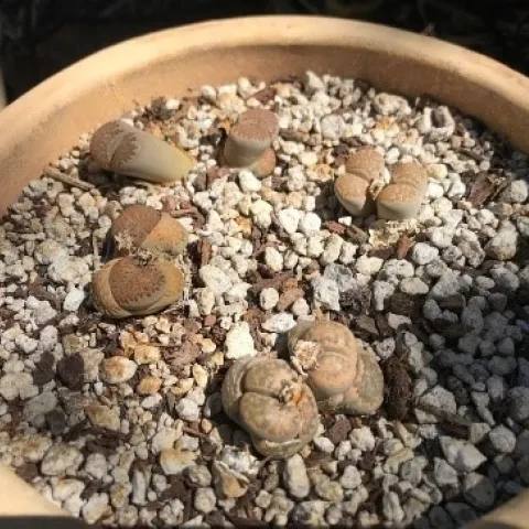 Lithops - photos by Sharon Leos with permission