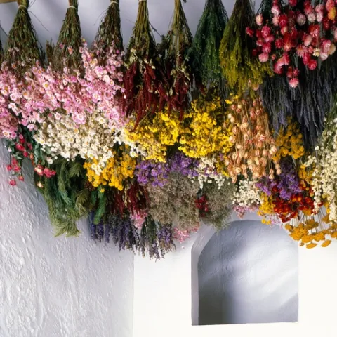 dried flowers