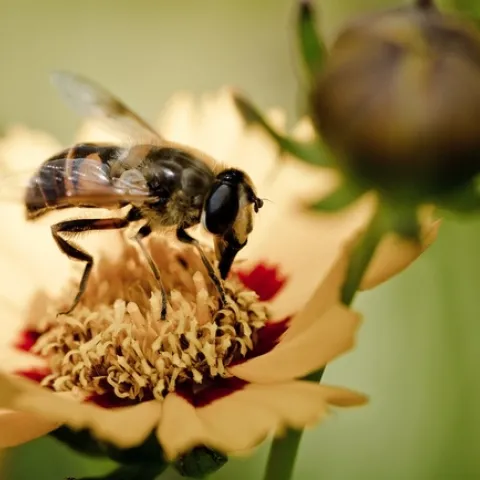 "Pollinating" by U.S.G.S. Photo credit: Scott Horvath