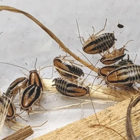 Figure. 1. Several small three-lined cockroaches with black and brown stripes.