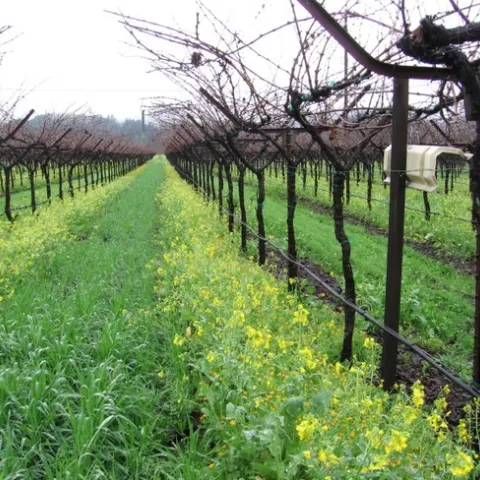 Biodynamic vineyard with winter cover crop